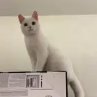 قط ضايع حي النور