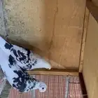 جوز قطيفي نمش