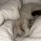 قطه هملايا للتزاوج