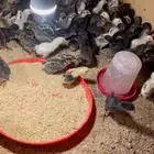 صيصان دجاج