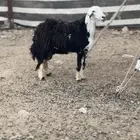 شاه صنف للبيع