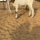 تيس هولندي مشروع فحل
