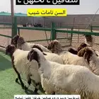 غنم مطافيل