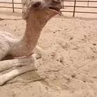 خفوت منتج