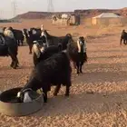 غنم للبيع مضاريع ثنتين ولد ضان والباقي مضاريع