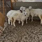 ذبائح غنم حري