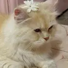 بسه لتبني