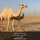 خلفه وضحه معها قعود يوجد تصوير فديو واضح للناقه