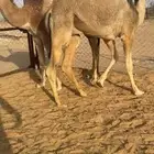 قعدان للبيع كفو فل بلديه التواصل اتصال