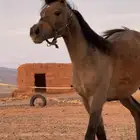 مهره شعبيه للبيع