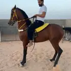 مهر واهو مستقبل فحل مربط فاخر
