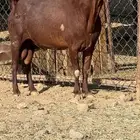 فحل ادهم فاخر