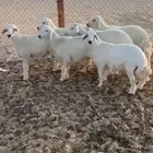 بهم حري