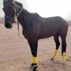حصان