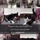 قطط للتبني