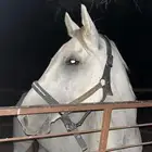 حصان شعبي العمر 9 سومه 4500