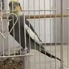 طير كروان