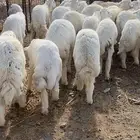 طليان حريه تم البيع