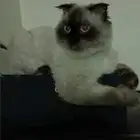 قط همالايا سكوتش فولد ذكر للتبني