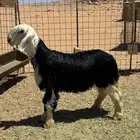 خروف نجدي فل شحم