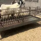 فحل طيبه الموقع النعيرية