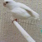 ذكر روز البينو