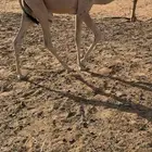 حشو قصب للبيع على السوم