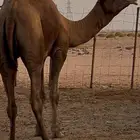 فحل ساحلي