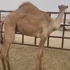 حشو قعدان وبكره العمره 6 شهور وطالع
