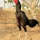 دييك شامو الماني