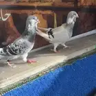 حمام شامي