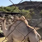 قعود على حليب امه كفووو جدا