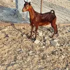 تيس عماني احمر بيور
