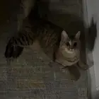 قطه انثى نظيفه متعلمه ع اللتربوكس ومتعلمه ع اسمها