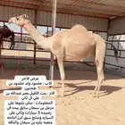 هجن متلي على مزعل بن سبعان