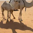 قعود اوضح كفو على ولد الحاكم
