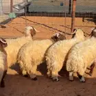 تم البيع العدد 5 العمر 7 شهور 8 شهور شحم وطرف وشعره وصحه