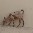 جفره