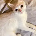 قطط للبيع