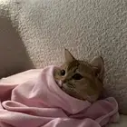 سكوتش ستريت للبيع