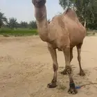 فحل اصفر طيب للبيع مشروط