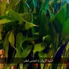 اشجار داخلية