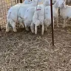 طليان حريه تم البيع