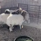 للبيع 3خرفان ورخلين