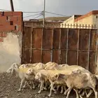 ضان مقاني مراح