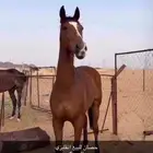 الحصان للبيع