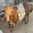 فحل بربري مطور بيرشن احمر