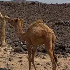 للبيع قعود تربيه