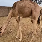 قعود العمر سنه ونص للبيع