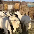 طليان مراح